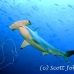 shark_hammerhead_scalloped_dar_h_0229_ecu1014.jpg